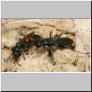 Wegwespenstreit-06 10mm schwarz oeffnet Nest - rot verschliesst es immer wieder.jpg